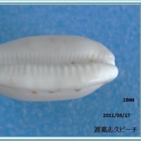 エダカラ
