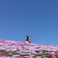 芝桜富士