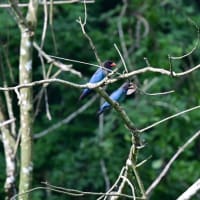 ブッポウソウ　その４　雌雄の見分け／岡山県