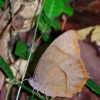 7月最後の教室　雨宿りする生き物を探す