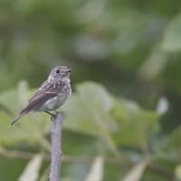 コサメビタキ