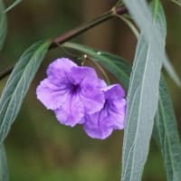 10月の花のアルバム（8/8）最終回