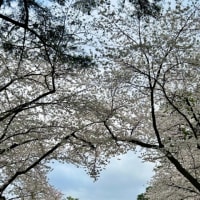 弘前公園の桜まつり🌸