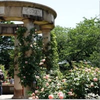 港の見える丘公園（薔薇園）