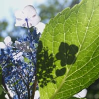 シルエットは語る～紫陽花