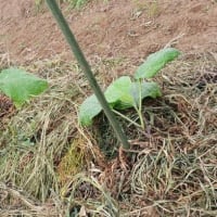 続 梅雨時の畑作業