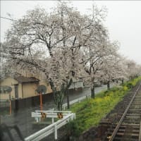 栃木県の真岡鉄道に乗ってみました。 沿線の桜が満開でした。