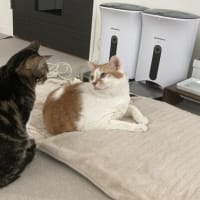 チャロカナの日#95