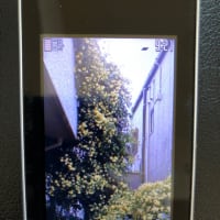 ガラケーの　写真懐かし　朝の事