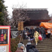 だるま市に行く
