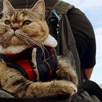 「猫と、とうさん」