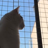 🙀なんでテレビを消すかな。。