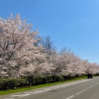厚田朝市と桜〜