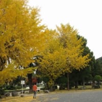 白野江植物公園の紅葉