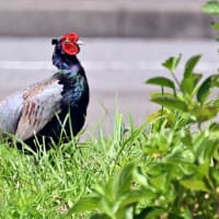6/30  響灘ビオトープ 〜アオサギ、カイツブリ、オオバン、ツバメ、キジ
