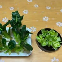 小松菜の水耕栽培なんちゃって！