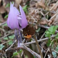 カタクリの里