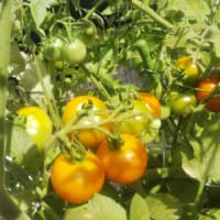 高カロテン トマト 想像の10倍育った(笑)