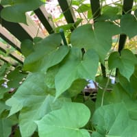 新緑の季節