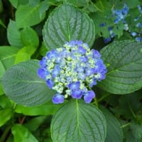 紫陽花