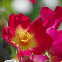 カクテル　薔薇　バラ科　早咲きで最も華やかな真っ赤な薔薇です。今日の野鳥：コマドリ