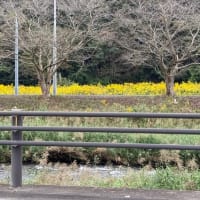 ブタクサの花粉