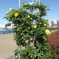横須賀花観光・２