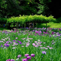 花菖蒲