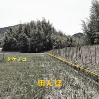 河川堤防と田んぼのマダケ