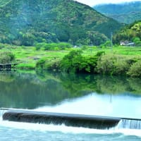四万十川を泳ぐ丸太のコイ