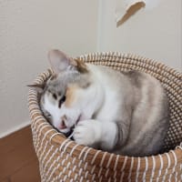トラップ