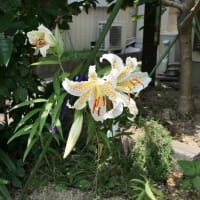 ヤマユリ開花