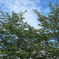 何日かぶりの日差し