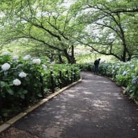 権現堂公園のアジサイ