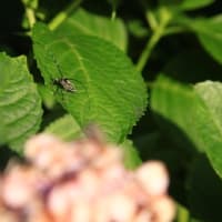 アジサイの葉の上にカミキリムシ