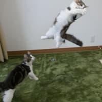 飛び猫　ジャンピングキャッチ