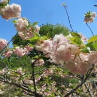 八重桜とツツジと藤の花を観に