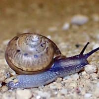 今日のかたつむり