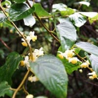 マタタビ