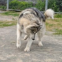今年初　スイカ〜
