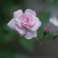 ブラッシュノアゼット（四季咲き薔薇）