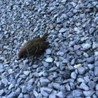 猫と雀
