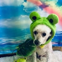 なんだ、お前⁉️