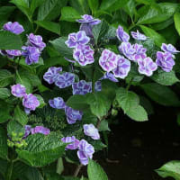 西新井大師のアジサイ