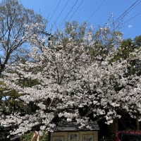  あまり桜を楽しめなかった関西紀行（2024年3月～4月）（Day-3-4)（11）