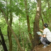 ミヤマクワガタとりに行こう 4