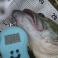 琵琶湖のポテンシャル・・・