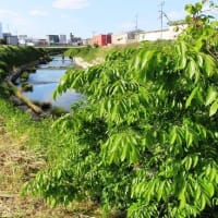 石津川沿い～高橋から家原橋～
