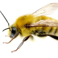 あれってそれって何と云う蜂と花だったっけ　～　昔「ライポン」と呼んでよく捕まえた蜂