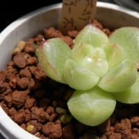 水やりと枯れ葉取り